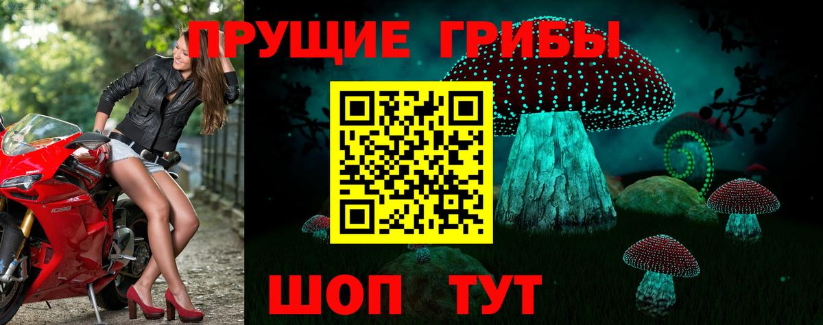 Печора  Псилоцибиновые грибы Psilocybe  Вход с VPN 